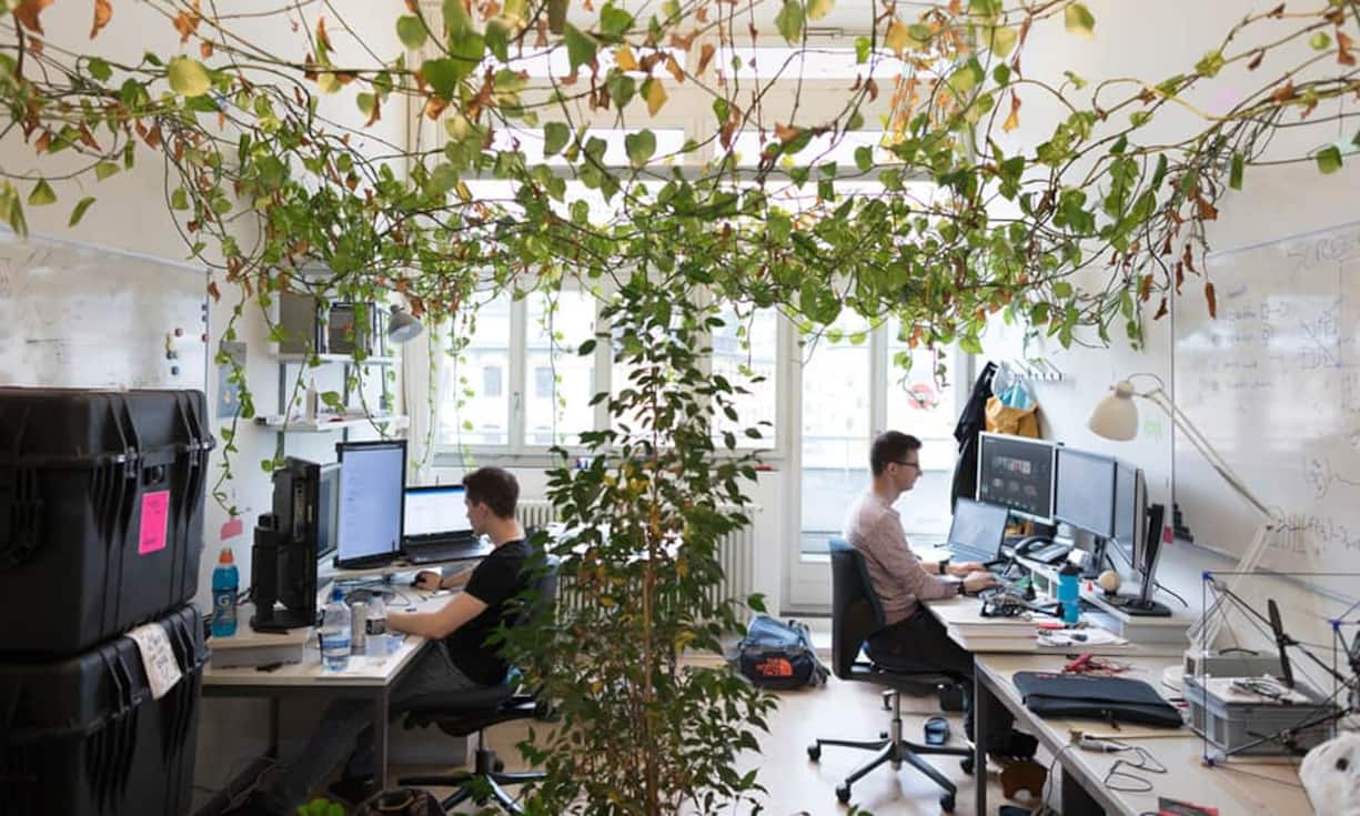 8. Pflanzen im Büro sind teuer und bringen nichtsPflanzen in Büros werden oft aus Kostengründen abgelehnt. Dabei belegen wissenschaftliche Befunde, dass Pflanzen eine positive Wirkung auf das Wohlbefinden, die Gesundheit und die Arbeitsleistung der Mitarbeiter haben.