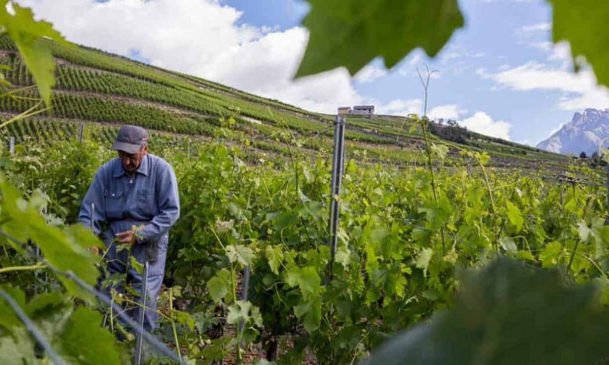 In der Landwirtschaft ist das Lohnniveau etwas besser, aber hier werden auch die Unterschiede deutlicher. Arbeitnehmer verdienen 61'100 Franken im Jahr, wer selbstständig arbeitet, nimmt knapp 6 Prozent weniger mit heim. Das sind 55'000 Franken.