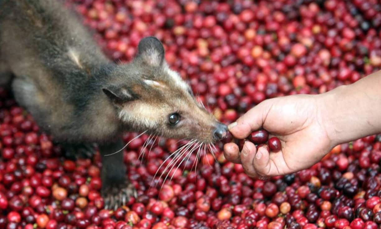 Schleichkatzen der Art Fleckenmusang haben entscheidenden Anteil am hohen Preis des Kopi Luwak Kaffees (1300 Franken pro Kilo). Die Tiere aus Indonesien fressen die Kaffeefrüchte und scheiden die Bohnen unverdaut aus. Im Darm sorgen Enzyme dafür, dass sich der Geschmack der Bohnen verändert.