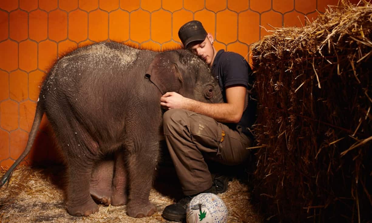Der kleine Prinz München Im Zoo von Hellabrunn kümmert
sich Tierpfleger Simon Obermayer um das drei Wochen alte
Elefantenbaby Jamuna Toni. Das bei seiner Geburt 112 Kilo
schwere Kalb wurde vom Muttertier verstoßen. Jetzt versuchen
die Pfleger es aufzupäppeln, allerdings, wie sich zeigen
sollte, ohne Erfolg. Es starb nach einigen Monaten an einer
rätselhaften Krankheit. Stefan Pielow, Starnberg, Deutschland