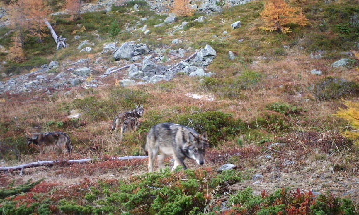 Über die Zukunft des Nachwuchses entscheidet der Bund.
Bilder: Gruppe Wolf Schweiz