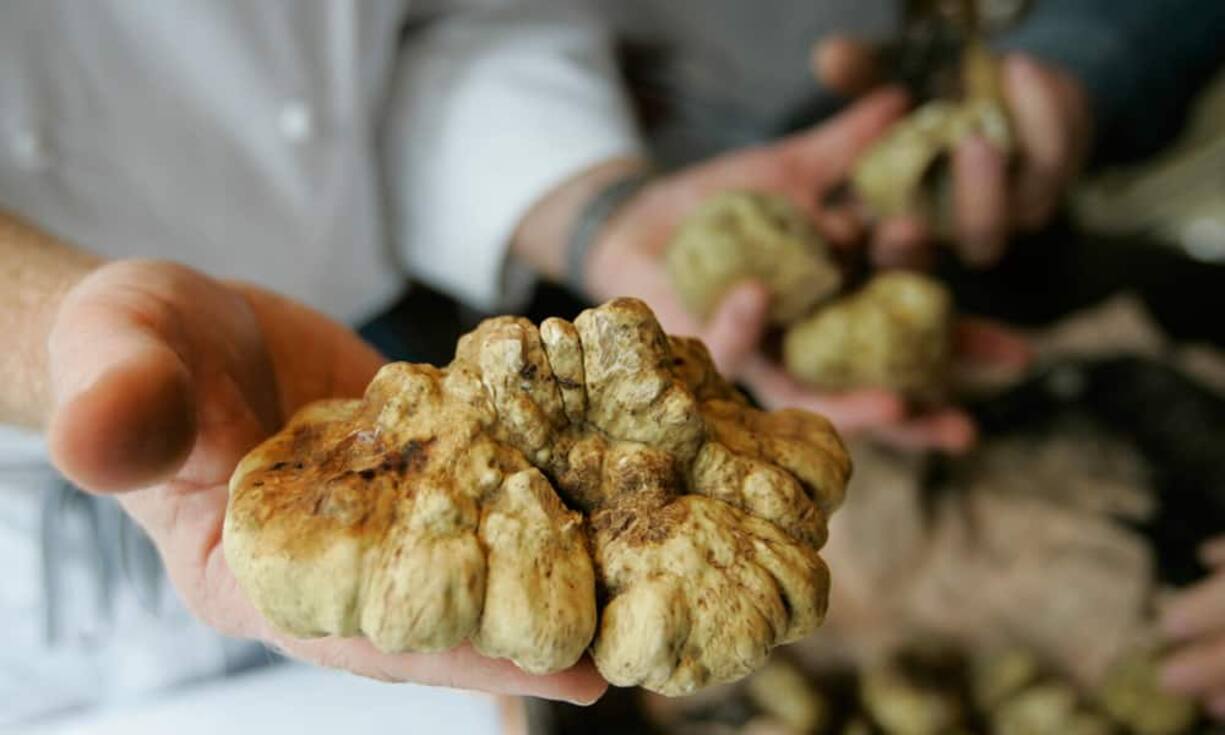 Weisser Trüffel ist im Vergleich zum Tee schon einiges günstiger, 16'000 Franken pro Kilo sind dafür fällig.