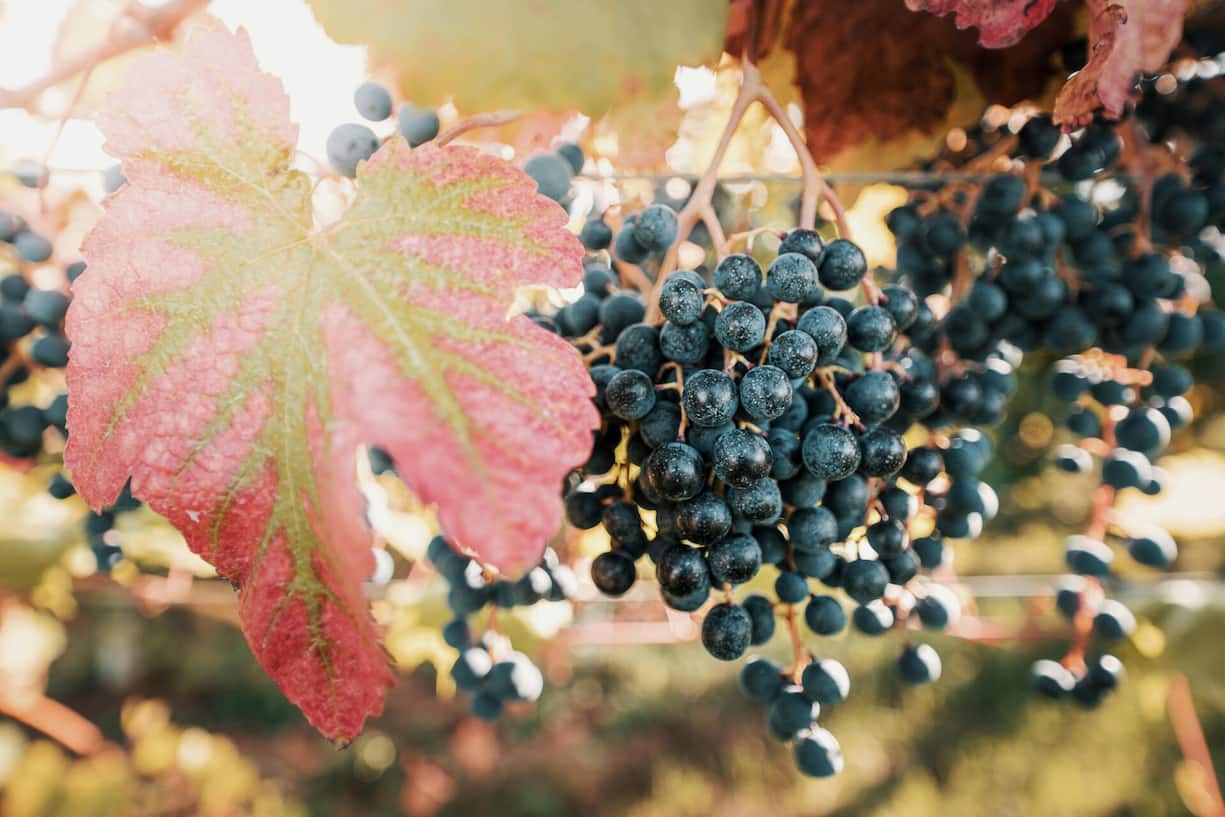 Lambrusco-Sorten sind die Grundlage für den gleichnamigen Frizzante.