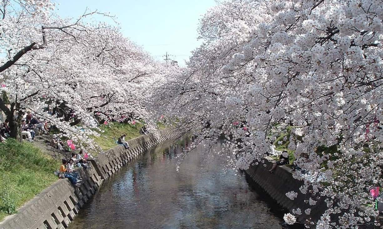 Nicht nur während der Kirschblütenzeit begehrt: Japan mit seinem Wachstum von 24,6 Prozent auf dem zweiten Platz. (Bild: oliver meyer/Wikimedia/CC)