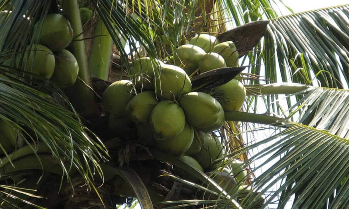 Rang 3: 
Ein Glas Kokoswasser enthält nur 20 kcal. (Bild: Iaminfo/Wikimedia/CC)