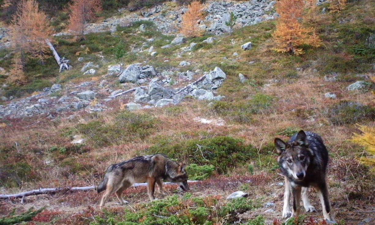 Das Rudel umfasst aktuell mindestens vier Wölfe.
