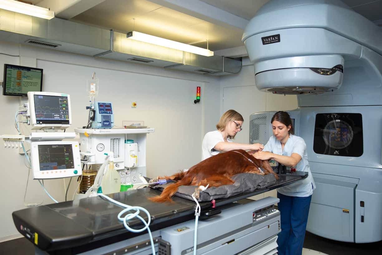 Mit viel Eifer gelang es dem Tierspital, den Restbetrag für den ­Linearbeschleuniger bei Spendern und Stiftungen aufzutreiben.