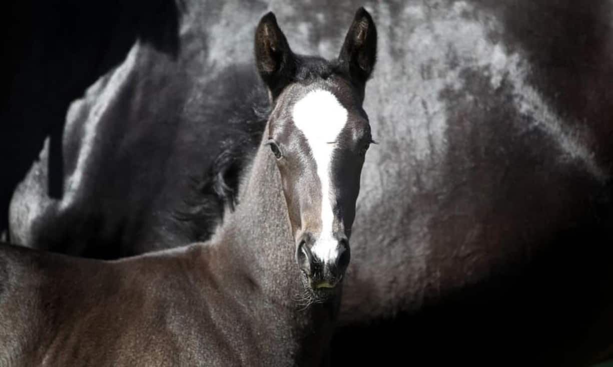 Nach seinem Karriereende soll Totilas nun in der Zucht eingesetzt werden. Laut Besitzer Schockemöhle bekamen bislang mehr als 250 Stuten ein Totilas-Fohlen.Bilder: Keystone