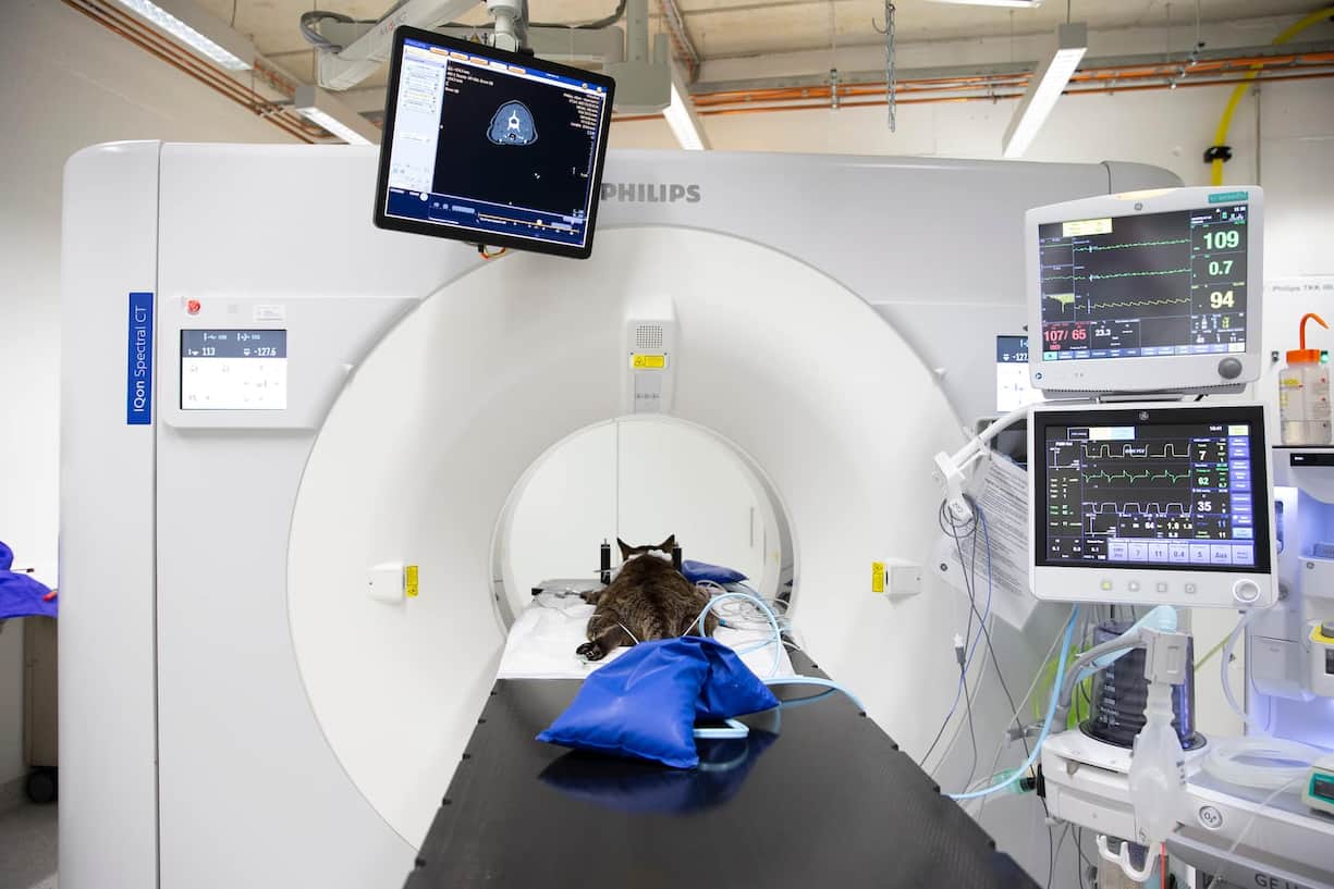 Im Tierspital Zürich wird Spitzenmedizin betrieben – die gleichen Geräte wie in der Humanmedizin kommen zum Einsatz.