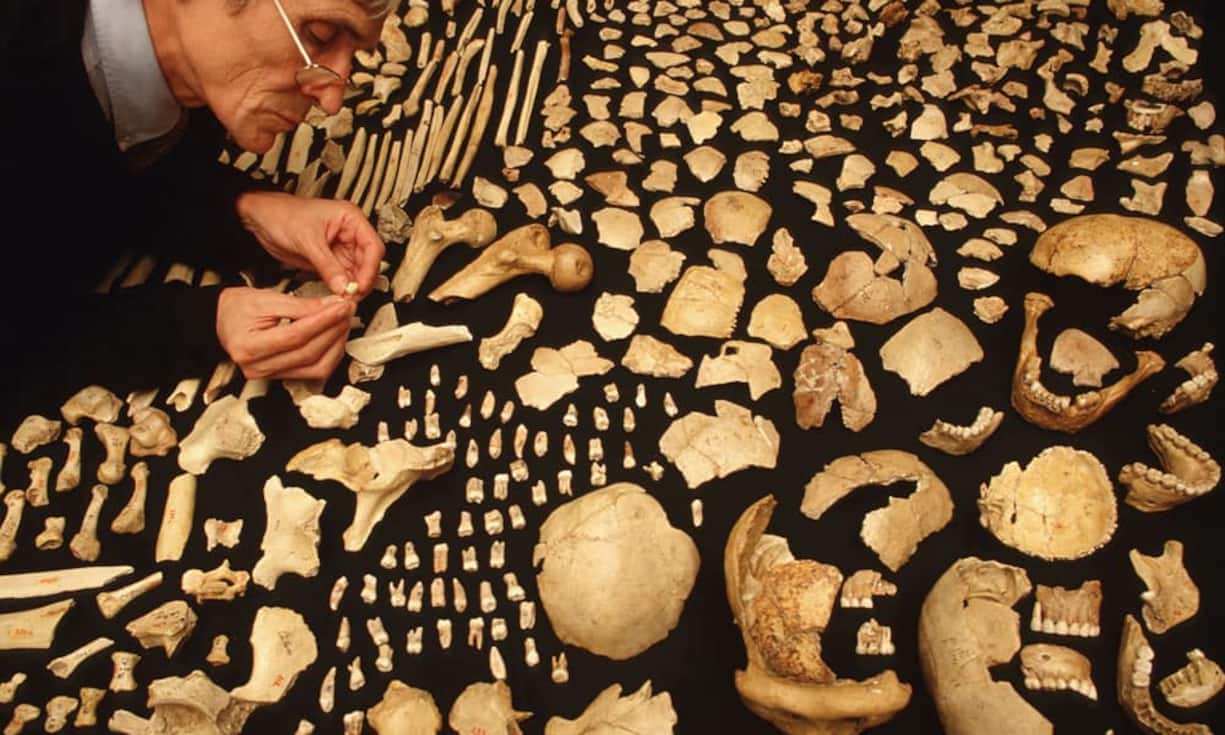 Knochenjob für die WissenschaftFür
den Paläontologen Prof. Jakov Radovčic ist die Frühgeschichte menschlichen Lebens ein Puzzle aus Knochenfunden. Im Naturhistorischen Museum in Krapina bei Zagreb untersucht
er die sterblichen Überreste von 130 000 Jahre alten Neandertalern, deren Knochen 1899 in einer Höhle in Krapina entdeckt wurden. Das Museum ist weltweit eine der bedeutendsten Forschungsstätten für Neandertaler.Thomas Ernsting, laif