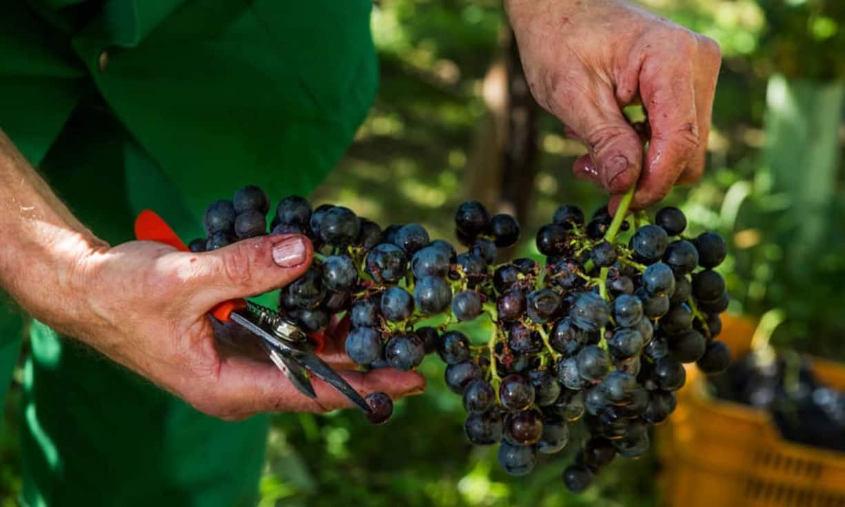 Traubenlese: 2013 wurden 349 Millionen Flaschen Champagner produziert. Ein Hektar Land ergibt 12'008 Kilo Trauben.
