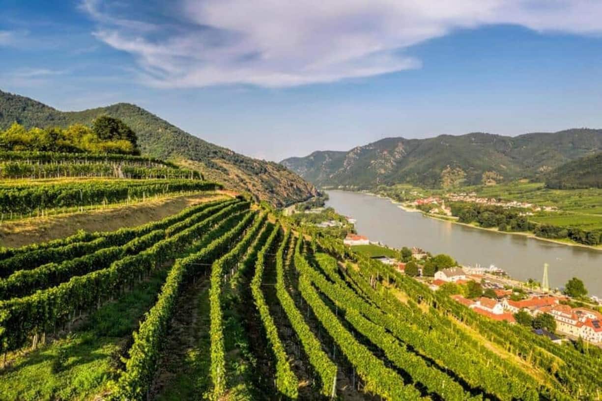 Die Wachau mit den steilen Rebterrassen über der Donau ist eines der besten Anbaugebiete für Grünen Veltliner in Österreich.