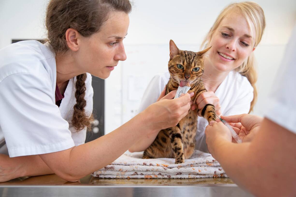 Lange Schichten, liebenswürdige Patienten – und teils schwierige Besitzer. In den USA haben Tierärzte ein vierfach erhöhtes Suizidrisiko.