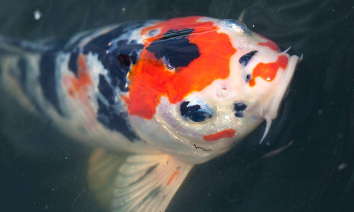 KoisEin Koi kann den Wert eines teuren Edelsteins annehmen. Preise zwischen 5000 Euro und 15'000 Euro sind keine Seltenheit.