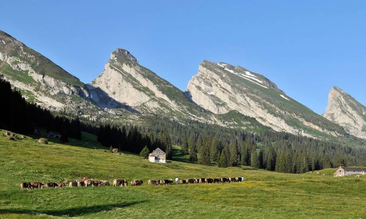 Kanton St. GallenAnzahl Selbstanzeigen 2016: 582 (505 im Jahr 2015)Steuereinnahmen 2016: 6,8 Millionen Franken (2015: 16,8 Millionen Franken)
