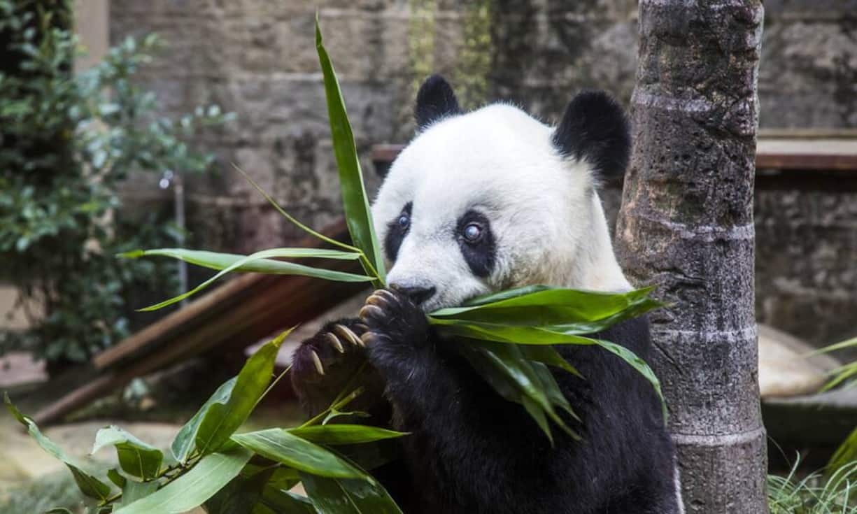Der Panda-Tee wird für 68'000 Franken pro Kilo gehandelt. Erstmals wurde dieser äusserst exklusive Tee 2012 angeboten. Das Spezielle daran: Der Tee wird mit Panda-Kot gedüngt. Angeblich macht das den Tee sehr gesund, da Pandas sich ausschliesslich von Bambus ernähren.