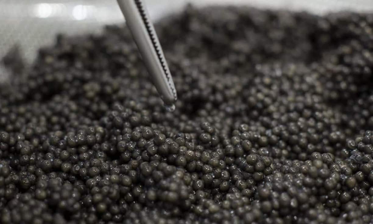 Trotz des stolzen Preises ist der Thunfisch bei weitem nicht das teuerste Lebensmittel. Diese Auszeichnung beansprucht ein anderes Fischprodukt: Der Weissstör-Kaviar* kann pro Kilo bis 70'500 Franken kosten. Die gesuchten gelb-weissen Eier werden von Stören produziert, die unter einer Pigmentstörung leiden und deshalb weiss sind. Mit nur etwa zwölf Kilo ist die Jahresproduktion äusserst klein.* Bild: Kaviar vom Sibirischen Stör aus der Schweiz