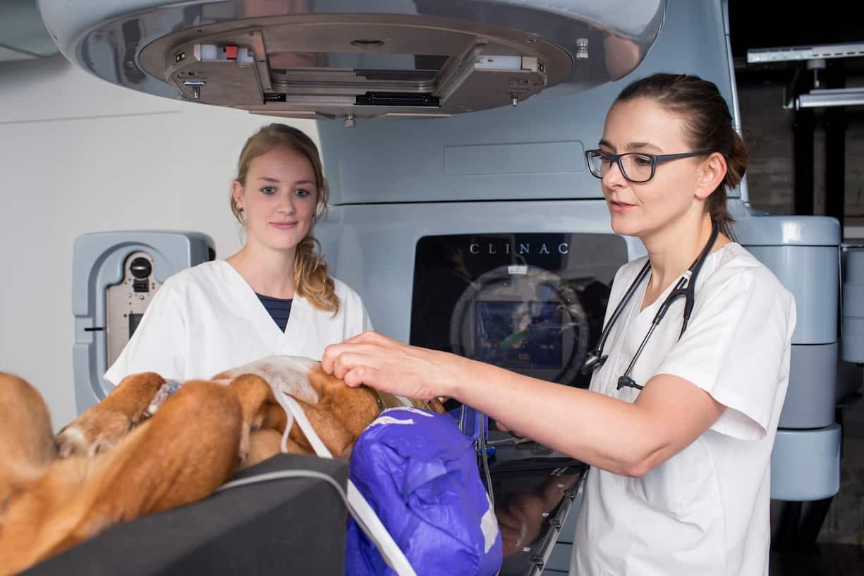 Für Rohrer Bley (rechts) und ihre Abteilung für Radioonkologie ist der Linearbeschleuniger wichtig. Nicht zuletzt dank ihm hat die Krebstherapie am Tierspital Zürich europaweit einen sehr guten Ruf.
