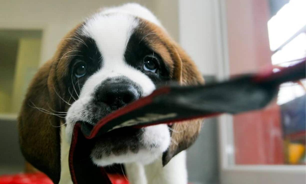 Auch etwa 75 Millionen Bernhardiner-Hunde liessen sich mit ihrem Vermögen erstehen...