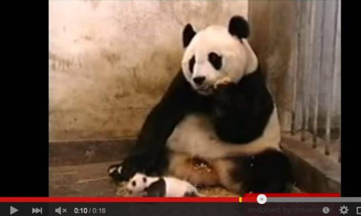 Soooo süss. Oder?:Platz 9:
«The Sneezing Panda» von jimvwmoss