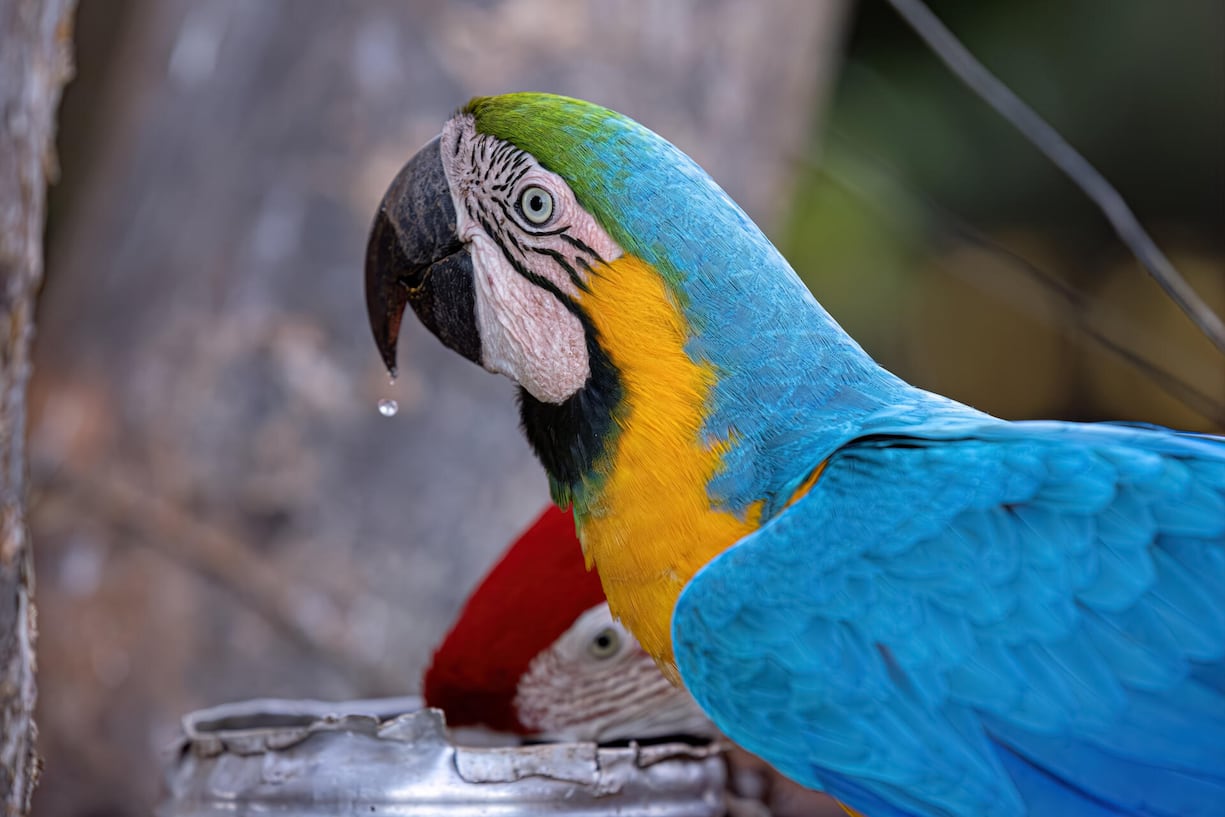 Adult Blue-and-yellow Macaw of the species Ara ararauna   xkwx water drink animal ara ara ararauna a