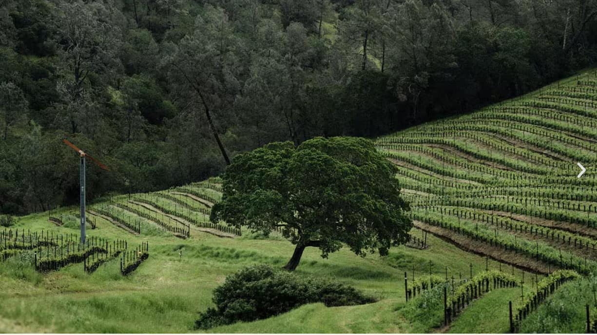 Gesunde Böden durch Begrünung und mehr Bäume als Schattenspender sind bei Joseph Phelps Programm.