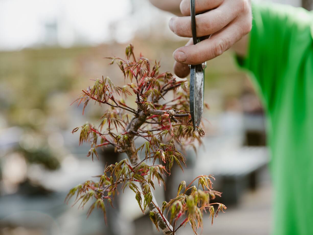 BONSAI & Porrtrait von Johannes Zulauf
