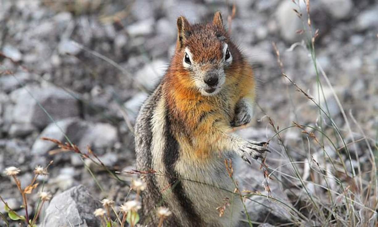 Reizvolle kleine Erlebnisse am Wegrand grandioser Naturparks: Goldmantel-Eichhörnchen.