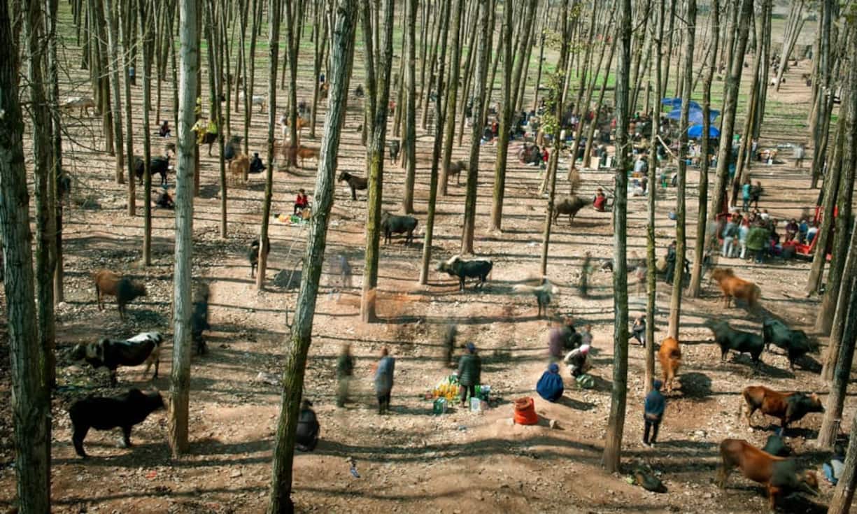 Dieses Bild aus der Kategorie «Alltag» zeigt einen chinesischen Bullenmarkt.
Keystone/Cai Sheng Xiang