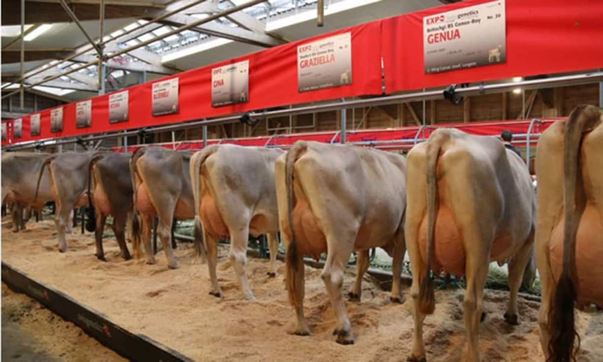 Den Arbeitgeber Award vergibt das Institut Icommit. Es hat 120 Unternehmen befragt, fast 29'000 Beschäftigte haben mitgemacht. Die Fragen bezogen sich auf Arbeitsinhalte, Strukturen, Abläufe, Zusammenarbeit, das Verhalten der Führungskräfte und die Vergütungssysteme. Die Top Fünf in der Kategorie 250-999 Mitarbeitende:Rang 5: Swissgenetics, Lebensmittelindustrie, Zollikofen