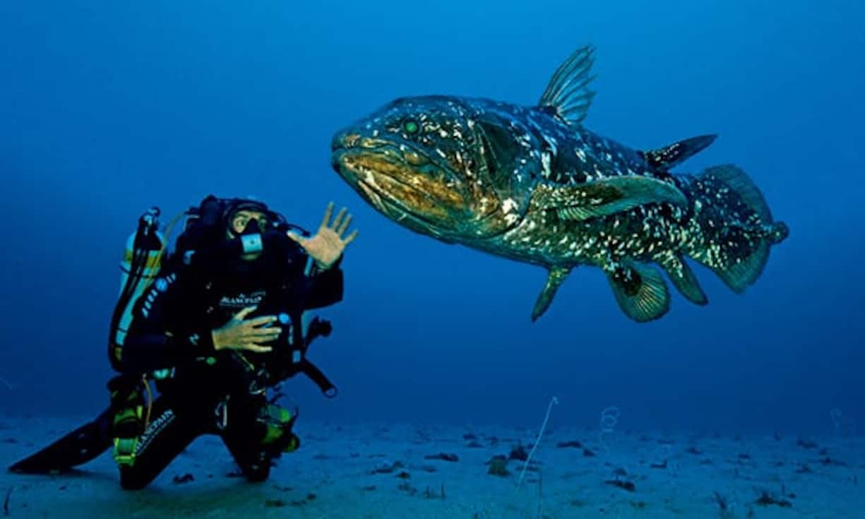 40 Tage taucht der Naturwissenschaftler Laurent Ballesta auf der Suche nach dem lange als verschollen geltenden, bis zu zwei Meter langen Quastenflosser Coelacanth, einem lebendigen Fossil. Am Arm trägt der Taucher eine Blancpain Fifty Fathoms – die Uhrenmarke unterstützt das Projekt.