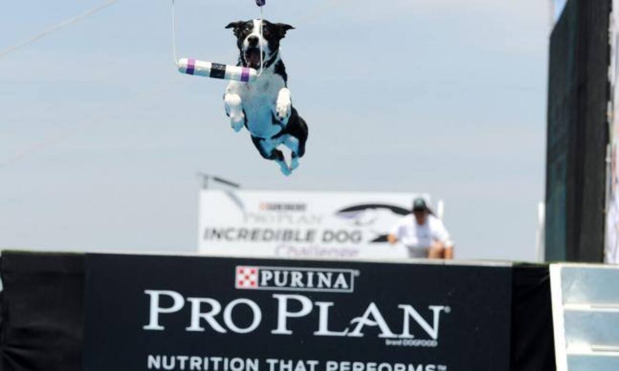 Platz 5: Produkte für Heimtiere, 12,07 Milliarden Franken