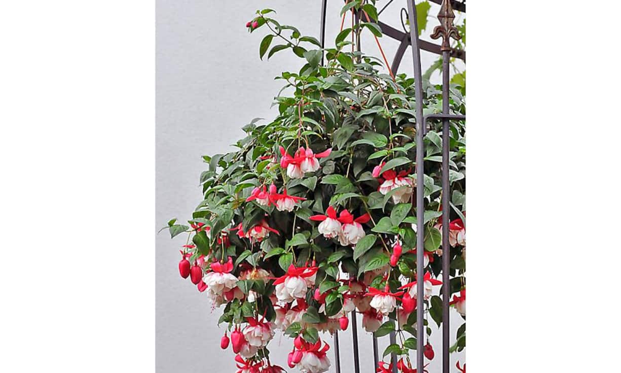 An der Giardina werden vielfältige Möglichkeiten, was Gefässe und Bepflanzung angeht päsentiert.