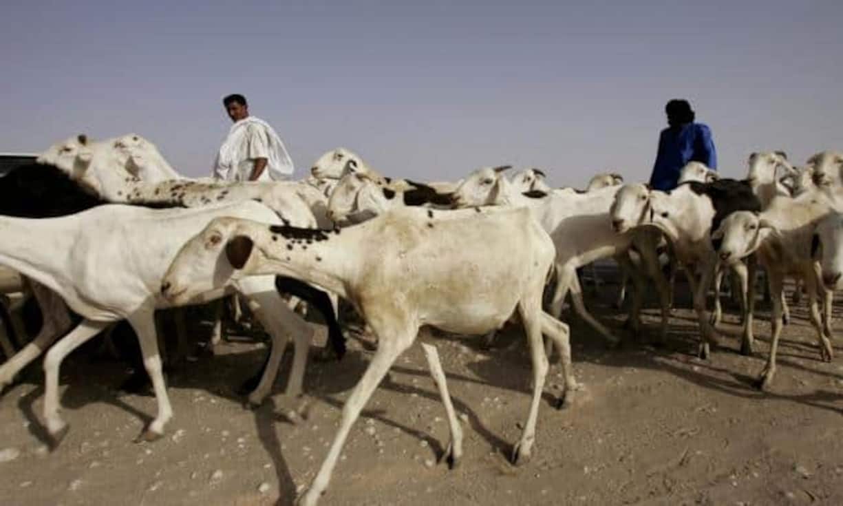 Im bitterarmen Mauretanien beträgt die Steuerbelastung 71,3 Prozent.