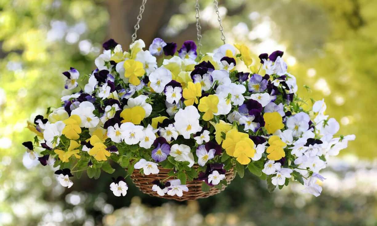 Blumenampeln sind komponierte, hängende Minigärten, die besonders in kleinen Aussenräumen eine schöne Wirkung entfalten. In speziellen Pflanzkörben verschiedener Grössen und Formen, die an der Decke angebracht werden, kommen Pflanzen, Blüten und Blätter so zur Geltung.