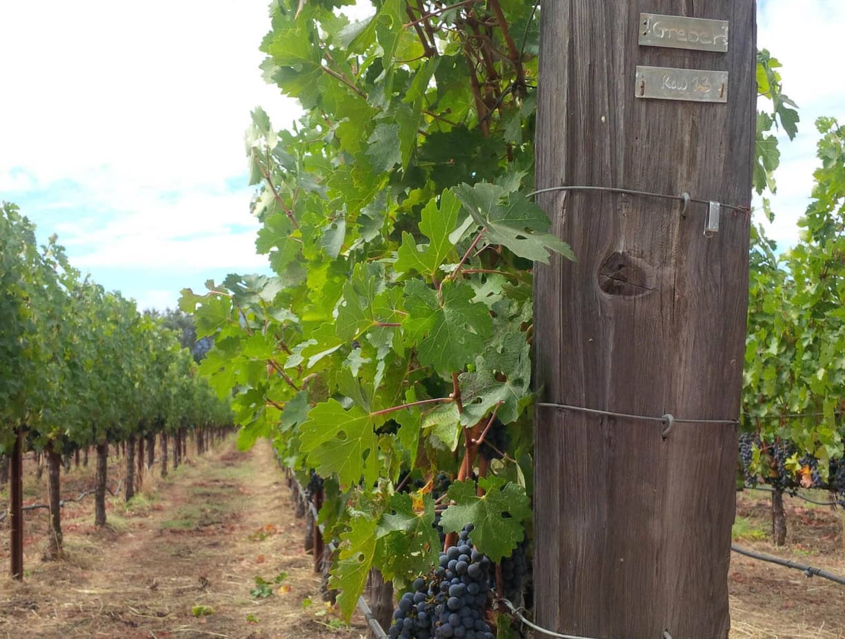 Blick auf die Gregor Greber gehörenden Weinberge.