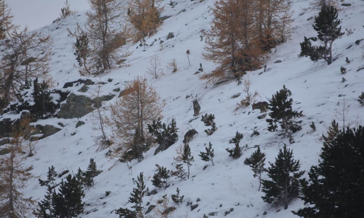 Darunter auch diesjährige Jungtiere.