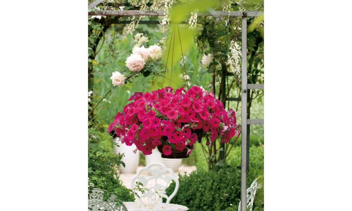 Diese traditionelle Balkongartenkunst erlebt zurzeit eine Renaissance, denn blühende Pflanzenampeln sind ebenso sinnlich wie platzsparend.