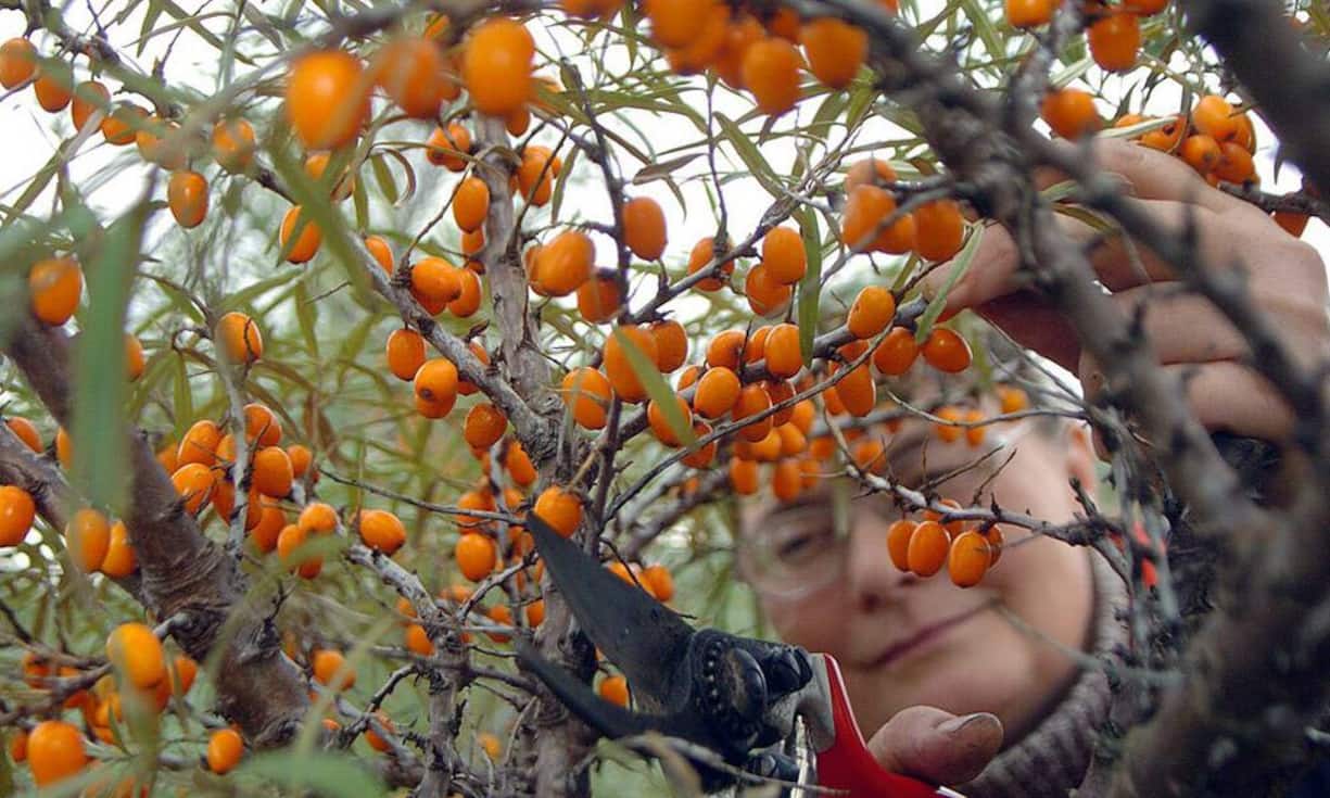 Platz 2: Sanddorn
In 100 Gramm Sanddornbeeren sind 450 Milligramm Vitamin C sind enthalten. Die Beeren sind reich an mehrfach ungesättigten Fettsäuren und sie enthalten viel Beta-Karotin. Ausserdem werden die Kerne zur Gewinnung von Pflanzenöl für Kosmetikprodukten genutzt. (Bild: Keystone)