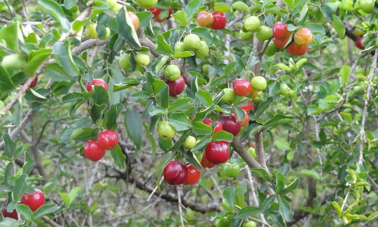 Rang 6: 
0,2 Liter Acerolasaft beinhaltet 40 kcal. (Bild: Adrian Michael/Wikimedia/CC)