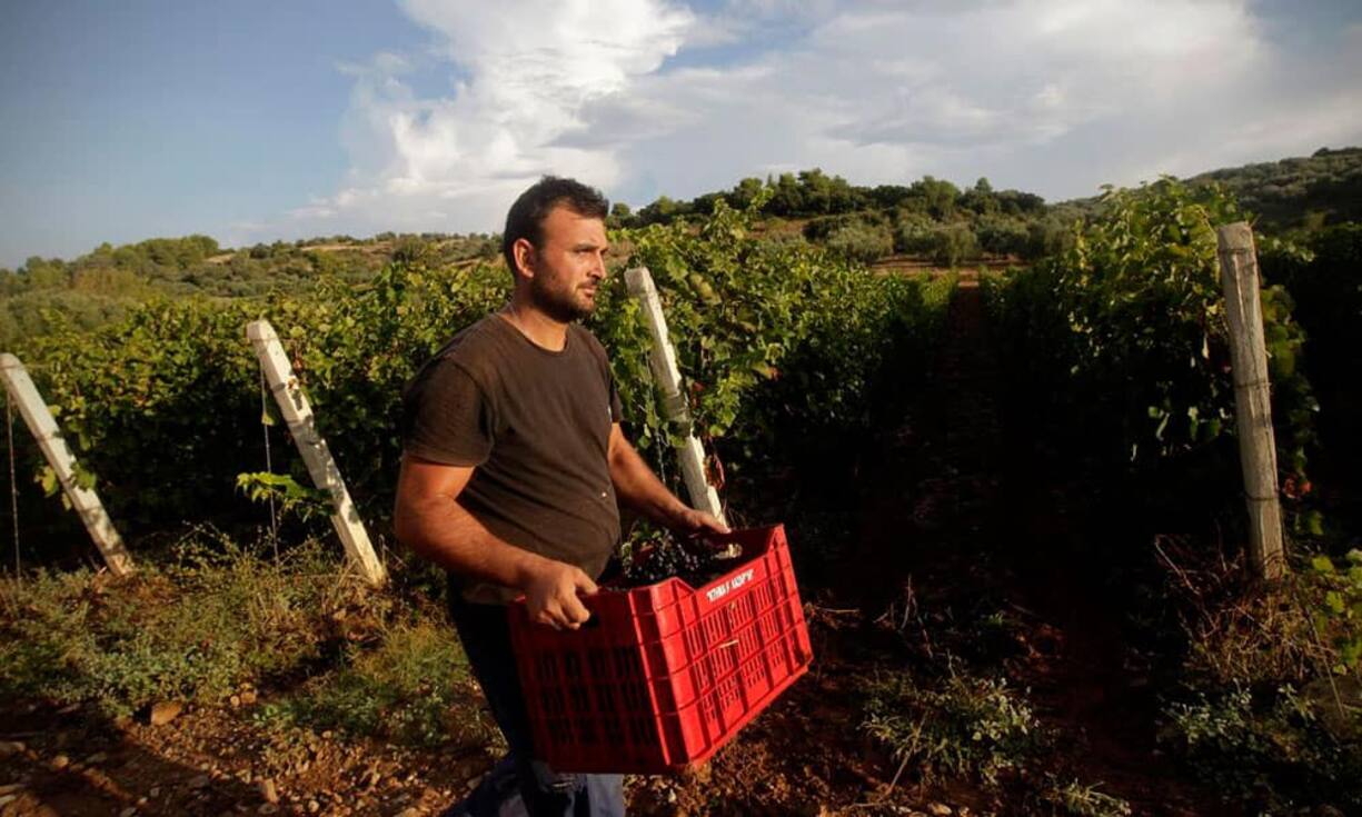 Rebsorten: Die dominierende Rebsorte ist beim Champagner mit 38 Prozent Pinot Noir, vor der Meunier-Traube mit 32 Prozent und der Chardonnay-Traube mit 30 Prozent. In Cuvées können alle drei oder mindestens zwei Traubensorten vorkommen.
