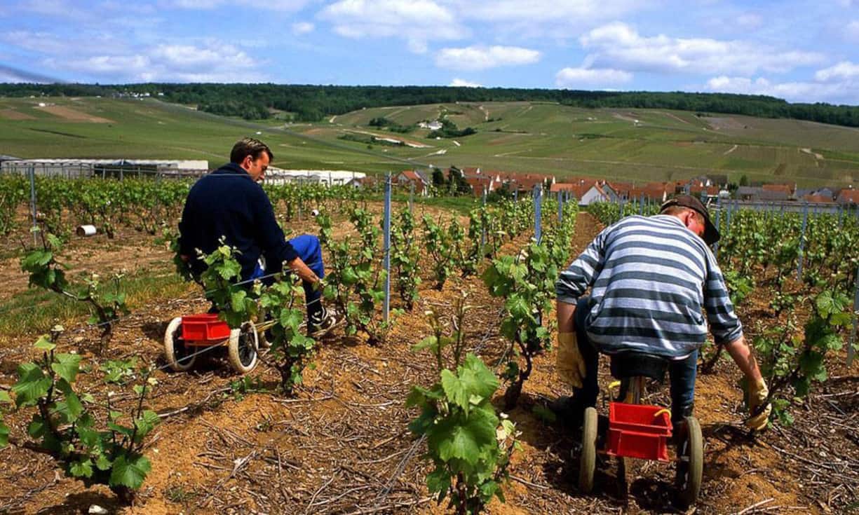 In der Champagne gibt es 300 Champagnerhäuser und 15'700 Winzer.