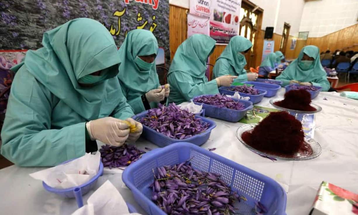 15'000 Franken kostet das Kilo Safran. Grund dafür ist die aufwändige Herstellung, denn für ein Kilo müssen 200'000 Blüten manuell geerntet werden. Und die Ernte ist erst der Anfang der zeit- und arbeitsintensiven Produktion des teuersten Gewürzes der Welt.