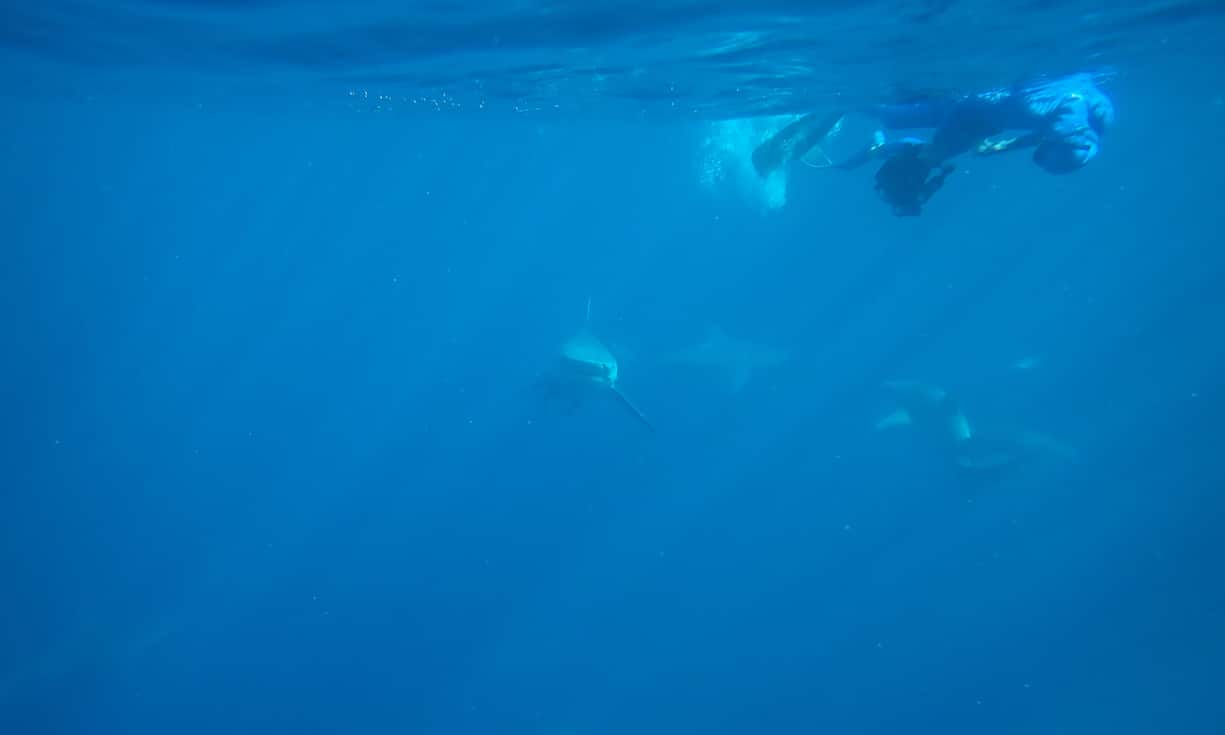 Alles im Blick: Auf Augenhöhe mit Bullen- und Zitronenhaien vor der Küste Floridas. 