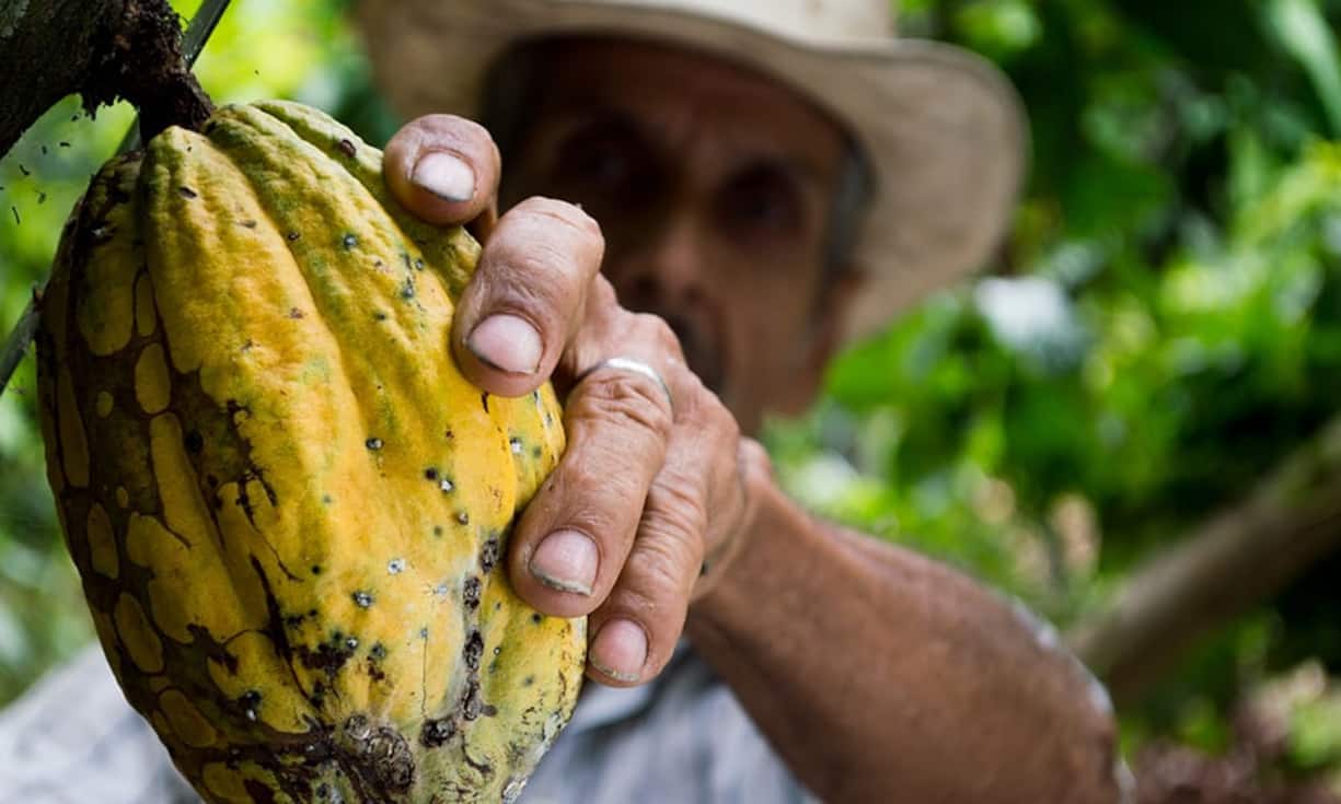 Kakao: In Venezuela sind die Bedingungen für den Rohstoff ideal.