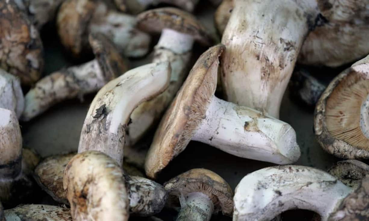 Mit den Waldpilzen Matsutake liefert Japan auch den teuersten Pilz (2200 Franken pro Kilo).