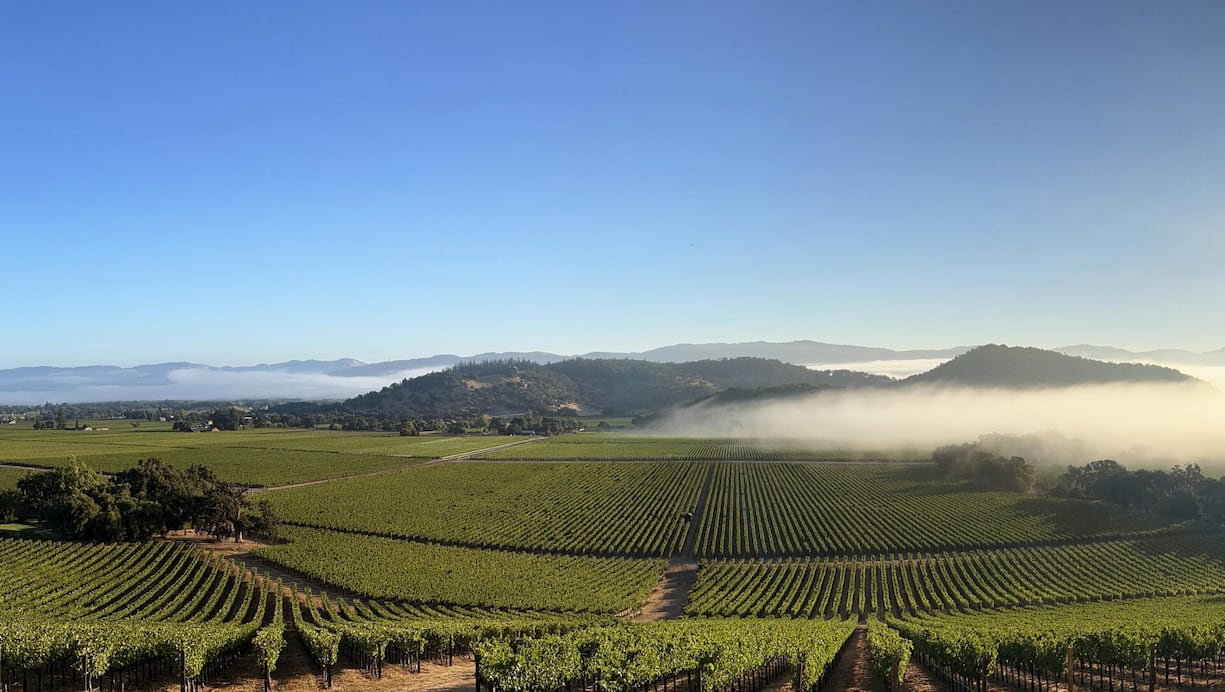 Nebel zieht vom Pazifik her ins Napa Valley und bricht die Hitze des Tages.
