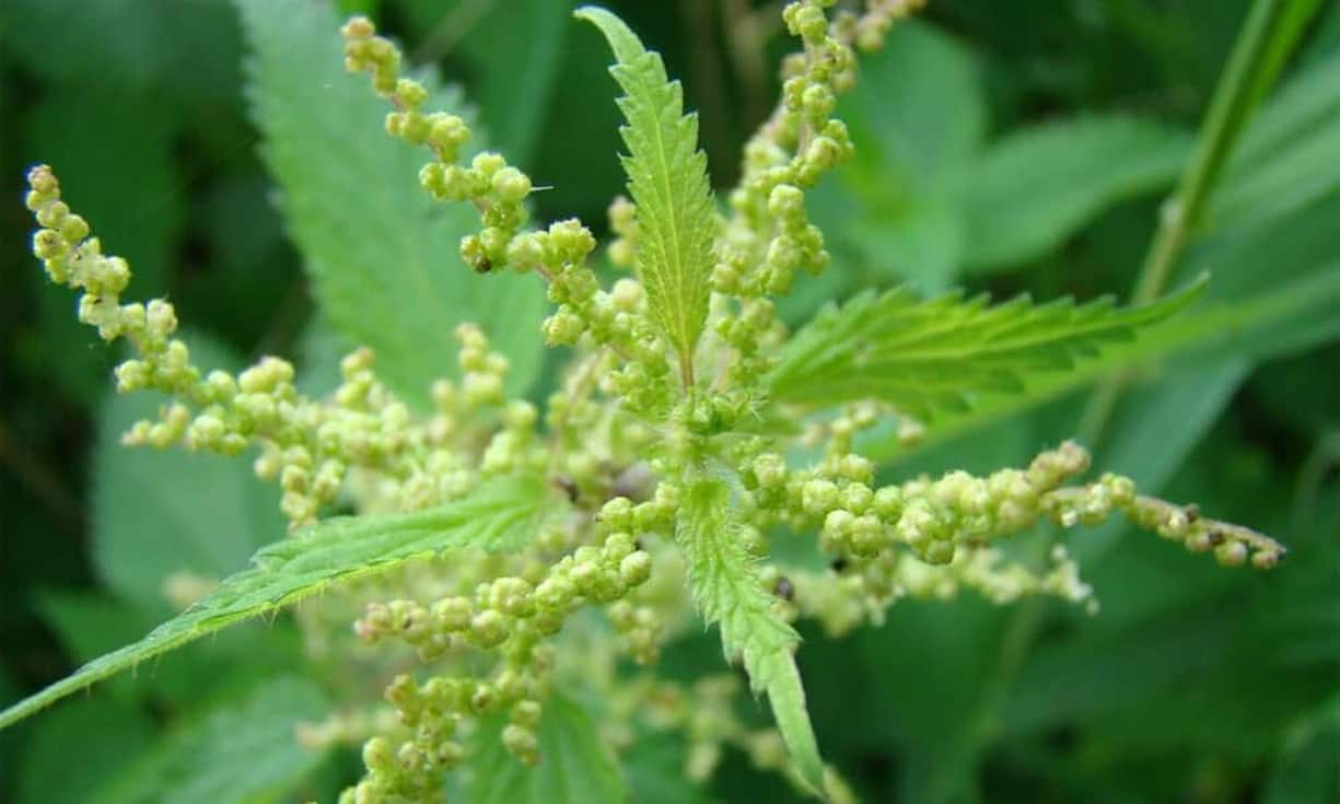Rang 4: 
0,2 Liter Brennnesselsaft enthält schlanke 25 kcal. (Bild: Paul Adam /Wikimedia/CC)