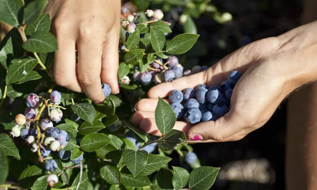 Rang 10: 
Ein Glas Heidelbeersaft (0,2 Liter) enthält 55 Kalorien.  (Bild: Keystone)