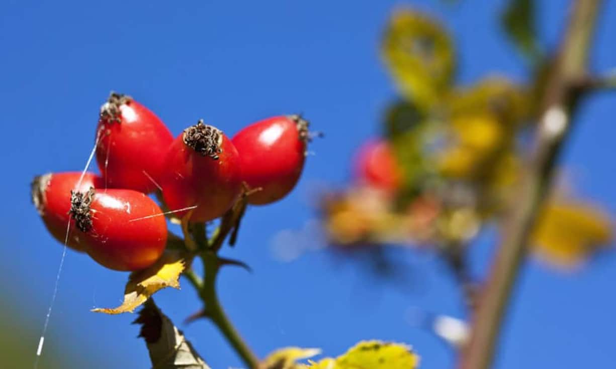 Platz 1: Hagebutte
Fast dreimal so viel Vitamin C als die zweitplatzierte Johannisbeere, nämlich  1'250 Milligramm, enthält 100 Gramm Hagebutten. Aber auch der hohe Anteil an Vitamin A, B1 und B2 macht die Frucht zur Vitambinbombe. (Quelle: Menshealth) (Bild: Keystone)
